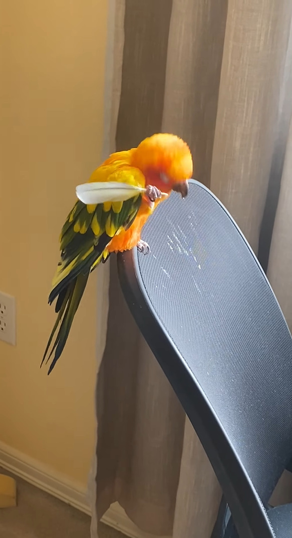 頭をカキカキするインコ。自分の羽を孫の手にして気持ちよさそう！！【アメリカ・動画】