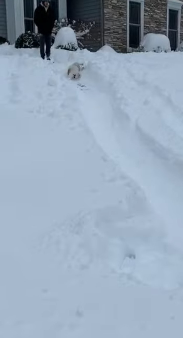 雪遊び大好き！愛犬は雪の積もった庭の斜面をゴロゴロと滑っていきます！！【アメリカ・動画】