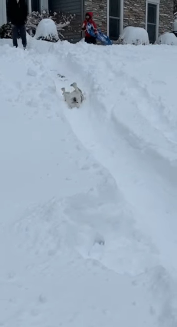 雪遊び大好き！愛犬は雪の積もった庭の斜面をゴロゴロと滑っていきます！！【アメリカ・動画】