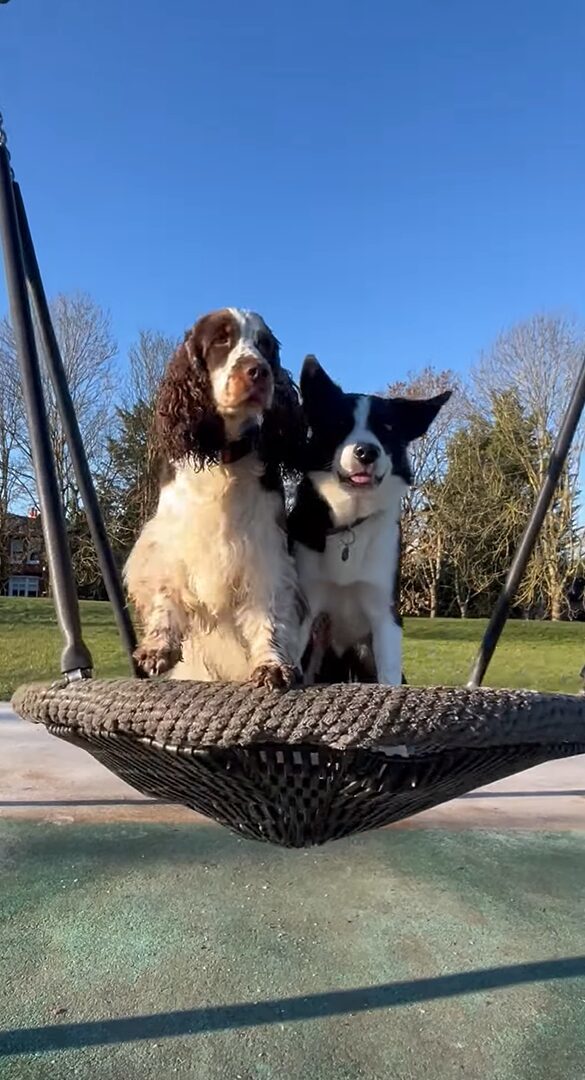 ブランコが大好きな愛犬たち。公園で見つけるとさっそく2匹で飛び乗った！！【海外・動画】