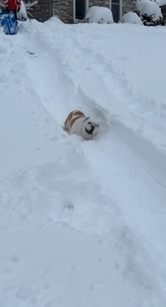 雪遊び大好き！愛犬は雪の積もった庭の斜面をゴロゴロと滑っていきます！！【アメリカ・動画】