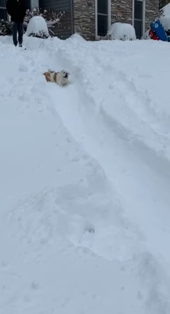 雪遊び大好き！愛犬は雪の積もった庭の斜面をゴロゴロと滑っていきます！！【アメリカ・動画】