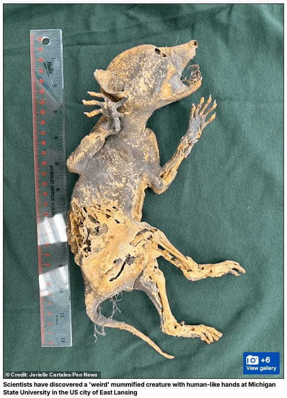 謎のミイラ「カパカブラ」の正体は？人間のような手を持つミイラ化した生物を発見！