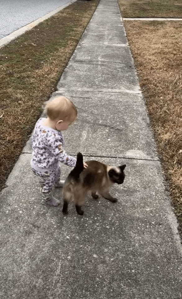 お散歩中の赤ちゃんの隣にご近所に住む猫がやってきて・・体を赤ちゃんにスリスリ！ふたりは仲良しなお友達みたいです！！