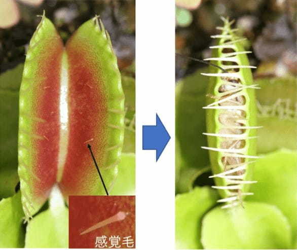食虫植物ハエトリソウの”葉が閉じるメカニズム”を解明！30年前の仮説を日本の研究チームが実証