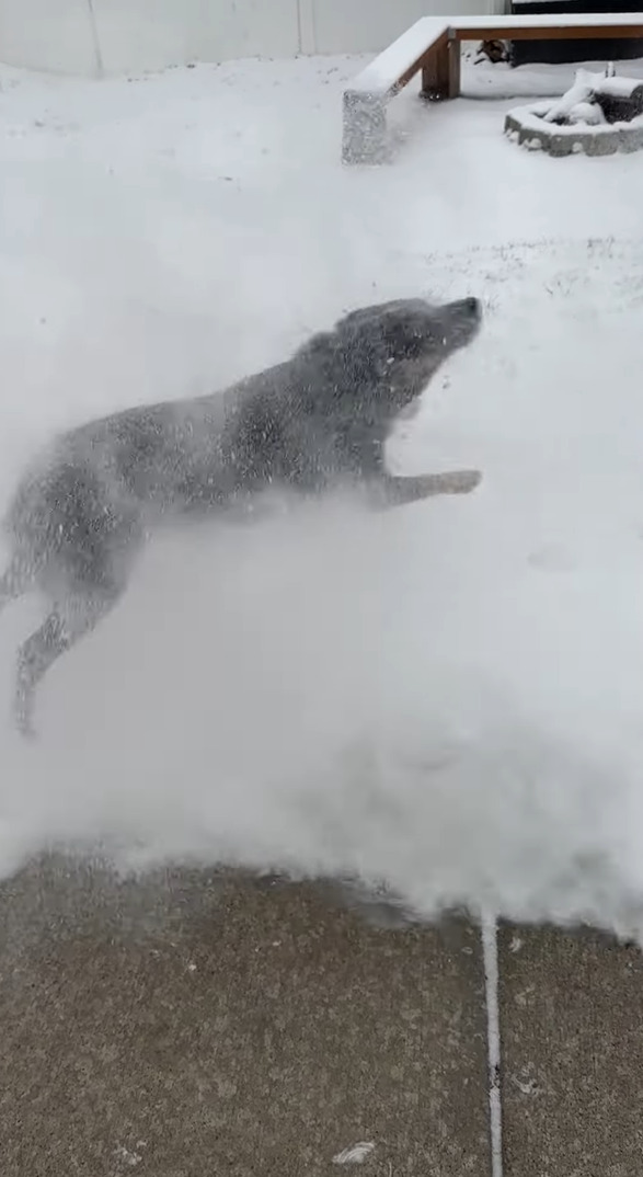 ブロワーで除雪作業をしていたら・・。ブルーヒーラーがはしゃいで楽しそう！！【アメリカ・動画】