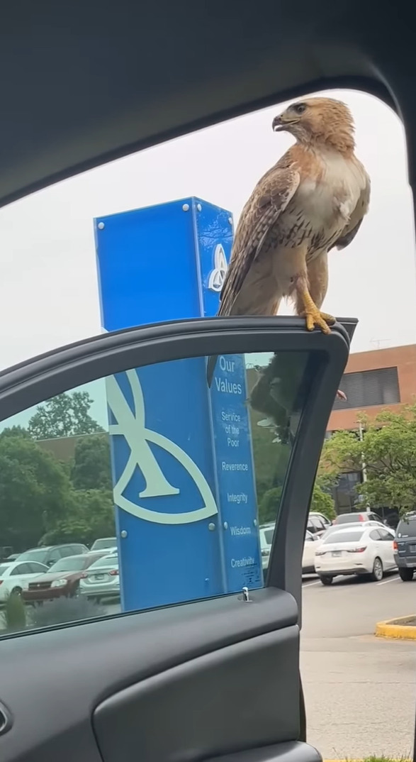 これはしばらく車から降りられない！？ドアを開け降りようとしたところ、ドアに飛翔してきたのは・・！！【アメリカ・動画】