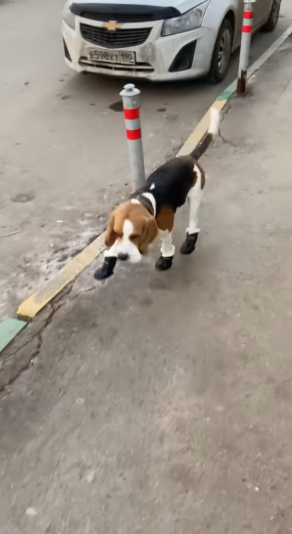 肉球が冷えてしまうだろうと愛犬に靴を履かせた結果・・。慣れないので歩くのも大変みたい！！【海外・動画】