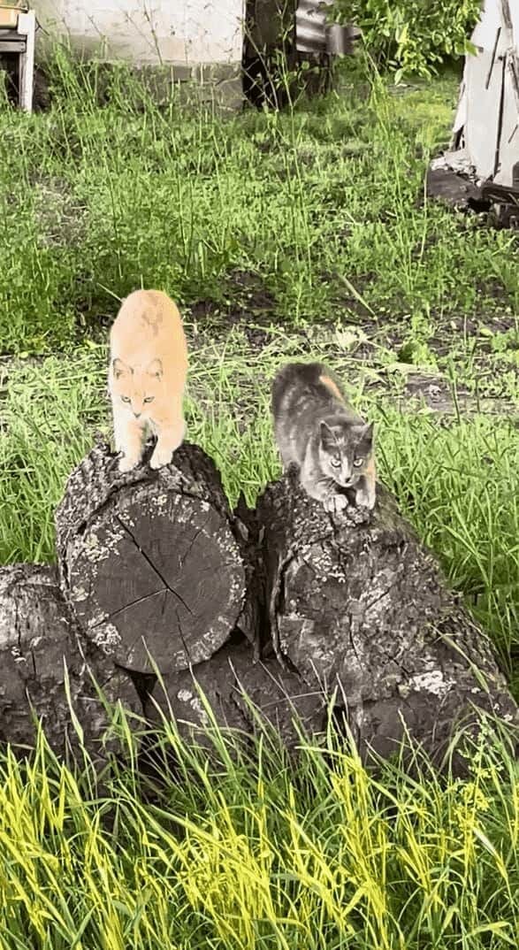 ネコが丸太をふみふみ！隣りの丸太にも1匹やって来てふみふみ！！