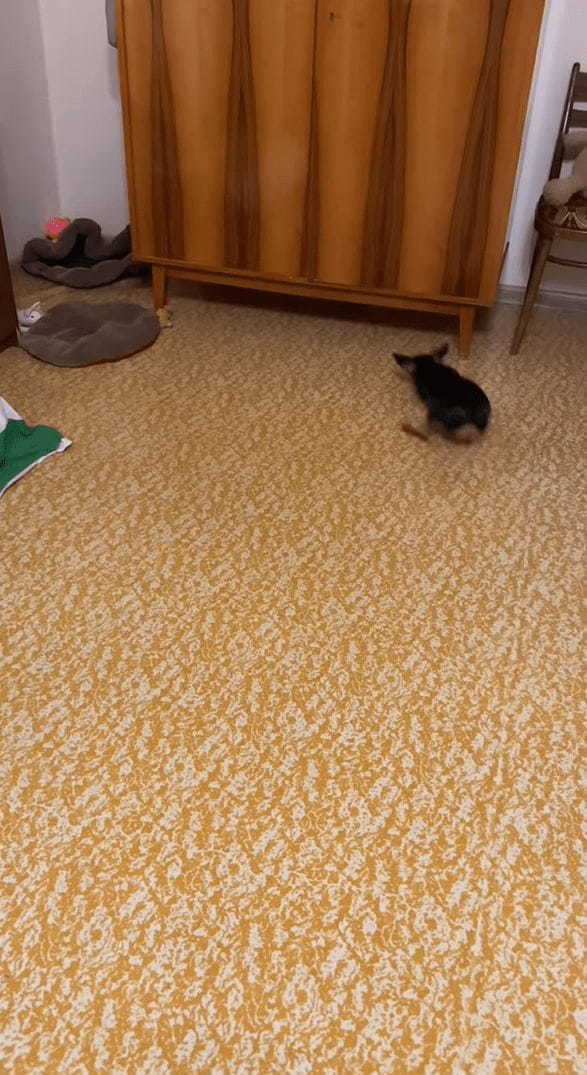 飼い主さんの投げたオモチャを取りに行った犬。ところがオモチャは戸棚の下に行ってしまい・・・、その時見せた犬の姿がユーモラス！！