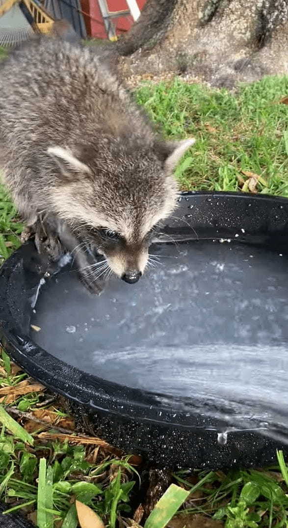 水遊びにやってきたアライグマ。シャワーが勢いよくながれる様子に最初はビックリしたようですが・・・、すぐに慣れたのか水遊びを堪能するのでした