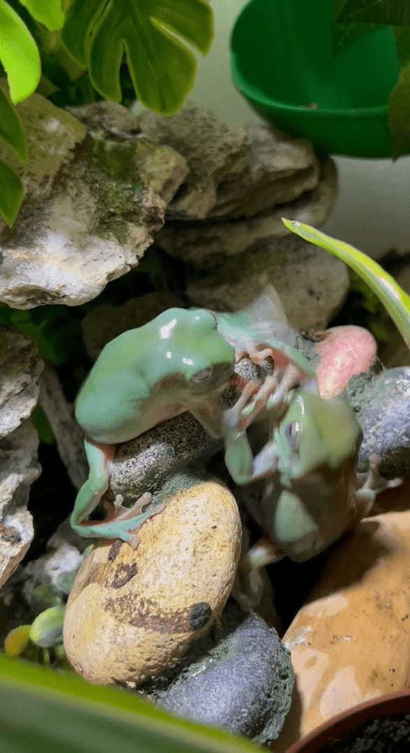 カエルの激しいバトル！？のんびりとした動きを見せる事も多いカエルですが、食べ物の前だと話は別みたい【海外・動画】