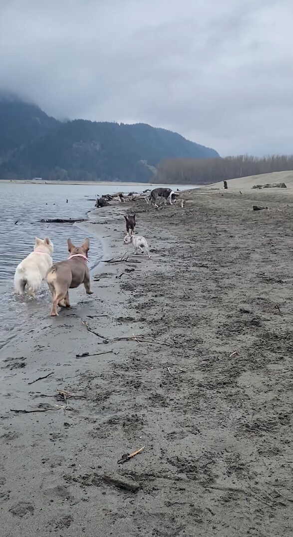 ビーチを駆け回る犬たち。元気な1匹の体がブルドッグの子犬の足にひっかかりハプニングが！！【海外・動画】