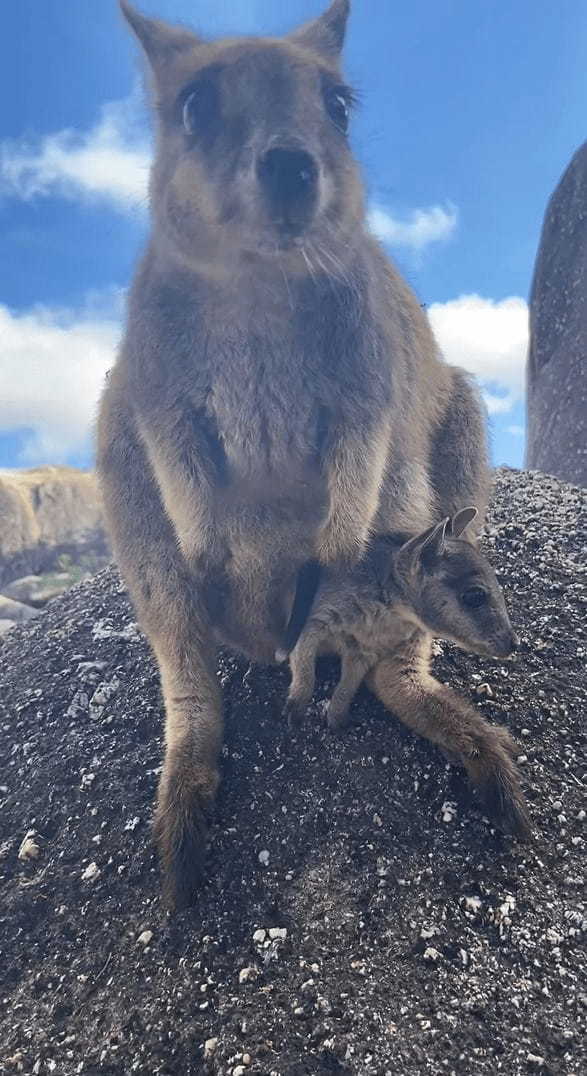 ワラビーはカンガルーの仲間！だからおなかにあるポケットには・・かわいい赤ちゃんの姿が！！【海外・動画】