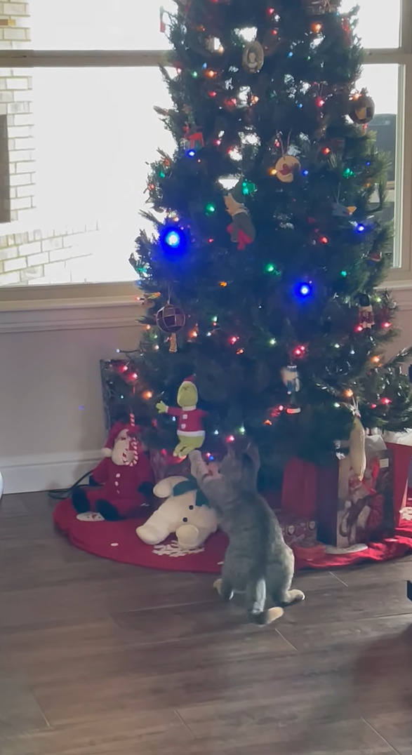 一足早いクリスマスプレゼント？猫がクリスマスツリーのオーナメントのひとつにおててを伸ばして・・もらっていっちゃった！！【アメリカ・動画】