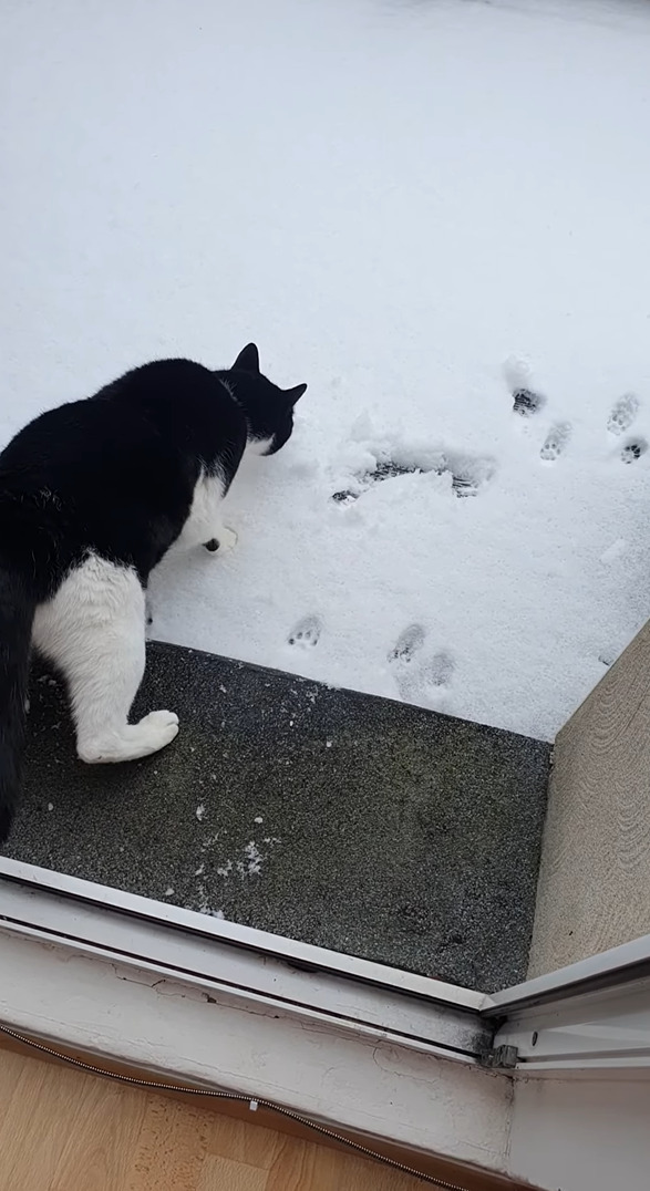 あまりの冷たさにビックリした？雪を初めて見た子猫たち。外に出たと思ったら・・すぐに戻ってきました！！【海外・動画】