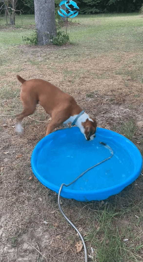 プールに水を貯めるホースが気になる犬。プールを右に左に移動するその姿を前に、じっとしていられない！！【アメリカ・動画】