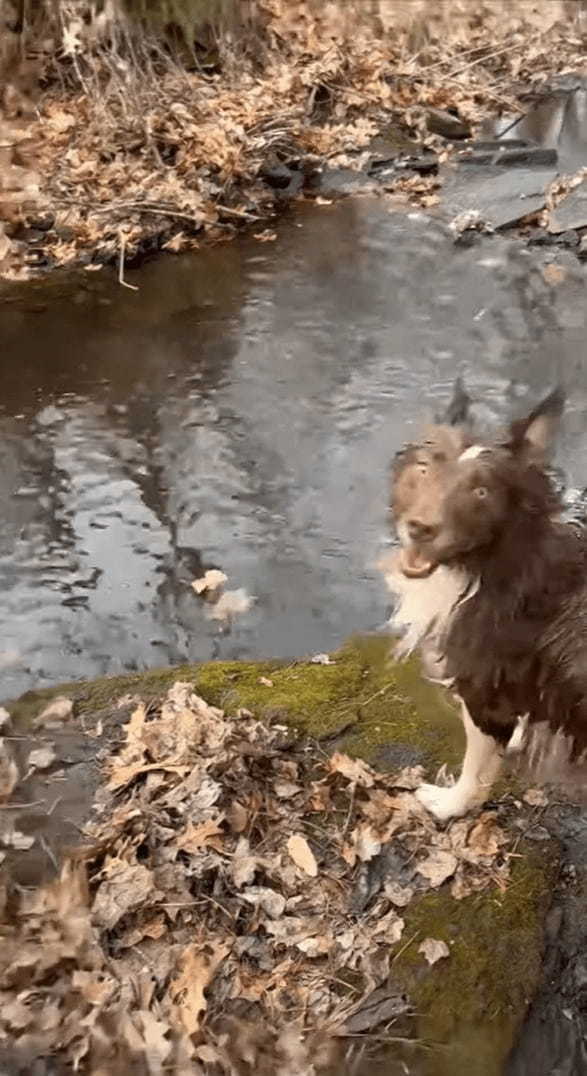 水の中にポチャンと投げたのは小石のはずなのに・・、拾いに向かった愛犬がくわえ上げたのは随分な大物ですよ？！？！【アメリカ・動画】