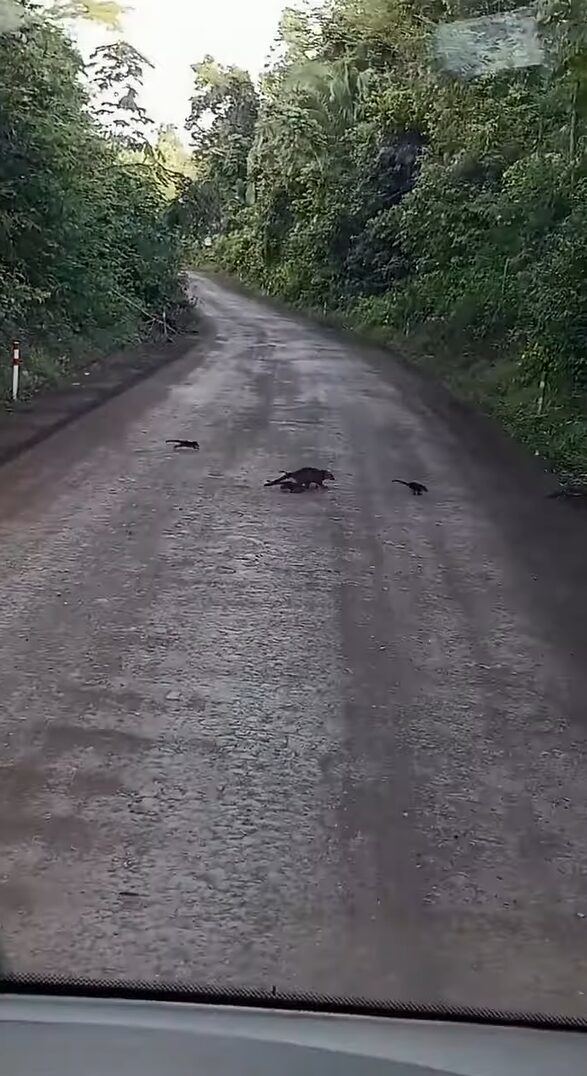 まだまだいるよ！道路を横断するハナグマ家族。もう全員通ったかなと思ったら・・次々に家族が現れた！！