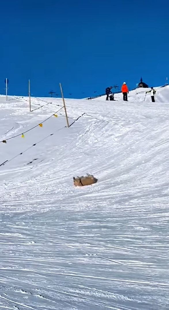 雪の斜面を滑って降りるゴールデンレトリバー。最高に楽しかったのか、「もう一回滑りたいワン」とばかりに、ダッシュで坂を登り戻っていくのでした