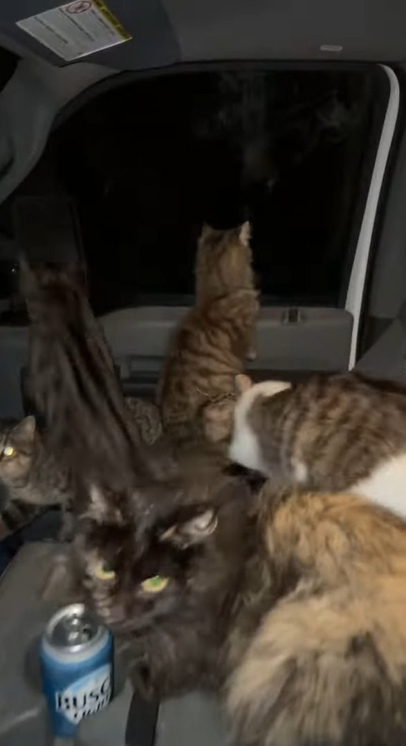 トラックの運転手さんが窓を開けたまま車を離れ戻ってみると車内が大変なことに！！かわいいギャングに占拠されてしまった！？【アメリカ・動画】