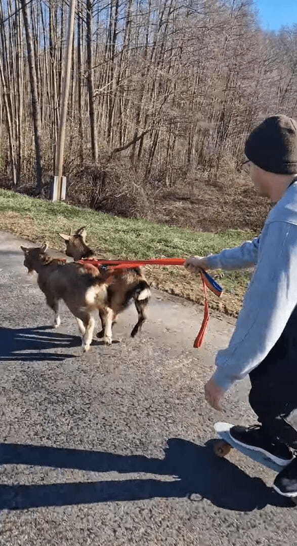 全力で走る2匹のミニヤギ。飼い主さんが乗るスケートボードもソリみたいに曳いていきます！！【海外・動画】