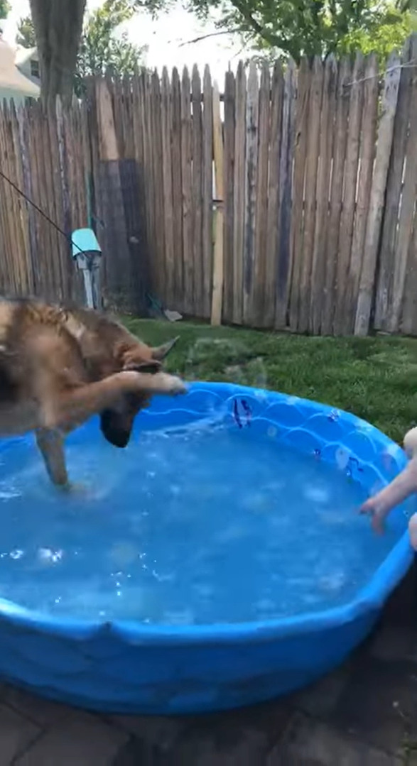 プールで飼い主さんと遊ぶシェパード。パシャパシャと水をかけられると、その直後まさかの行動に打って出ました・・！【アメリカ・動画】