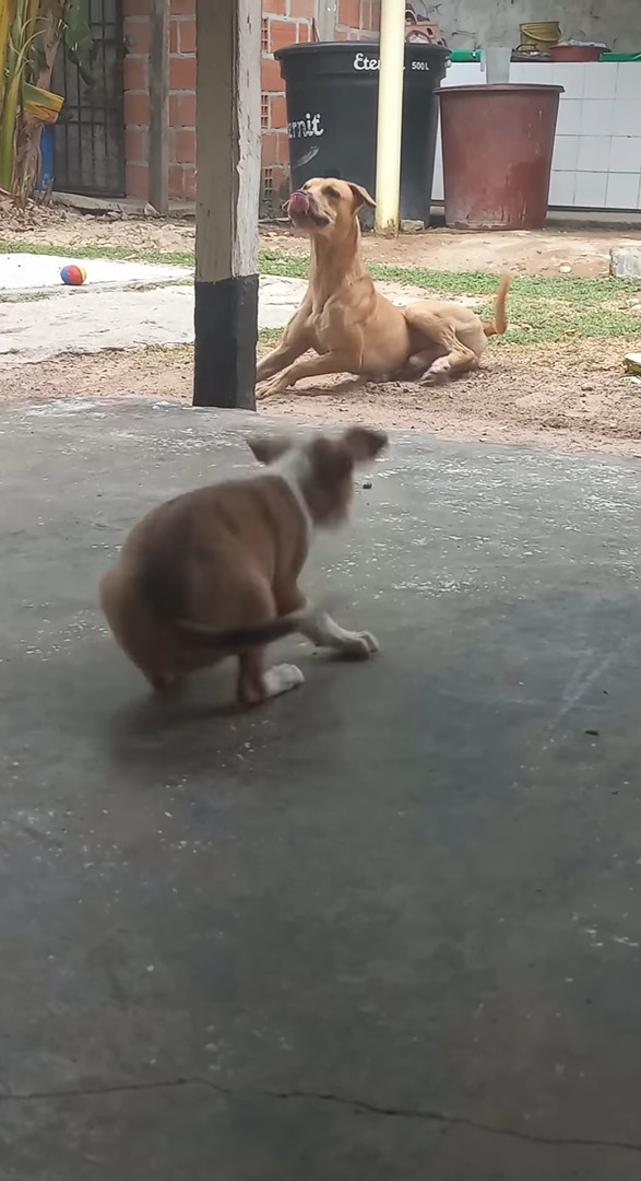 威勢よく吠える子犬。ところが体の大きな犬がすくっと立ち上がった瞬間、態度が一変し・・！！【海外・動画】