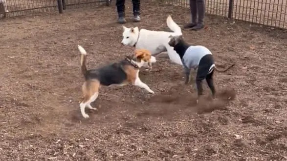 せっかくドッグランに来たのに……　頑なに他犬と絡まない柴犬に「ワンコミュ障」「まるで職場の自分」