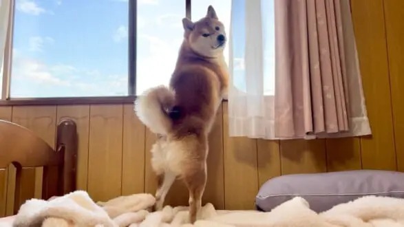 柴犬2匹が窓から飼い主を監視　「自分ばっかり……」と険しい表情？