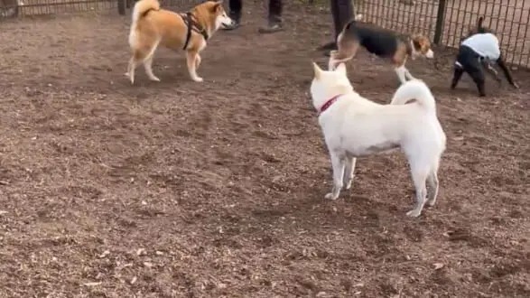 せっかくドッグランに来たのに……　頑なに他犬と絡まない柴犬に「ワンコミュ障」「まるで職場の自分」