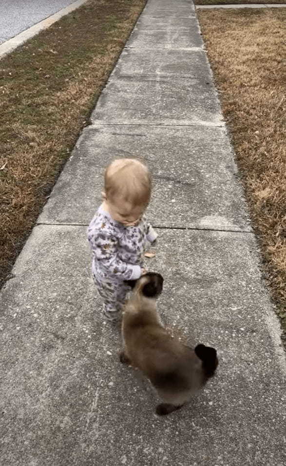 お散歩中の赤ちゃんの隣にご近所に住む猫がやってきて・・体を赤ちゃんにスリスリ！ふたりは仲良しなお友達みたいです！！