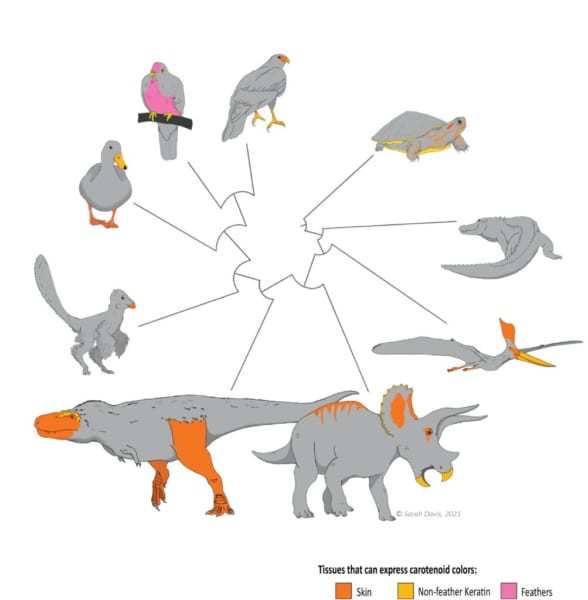恐竜はくちばしなどの一部だけが「カラフル色」だったという研究
