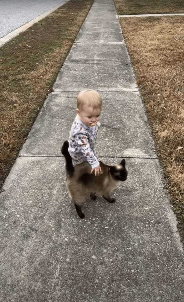 お散歩中の赤ちゃんの隣にご近所に住む猫がやってきて・・体を赤ちゃんにスリスリ！ふたりは仲良しなお友達みたいです！！