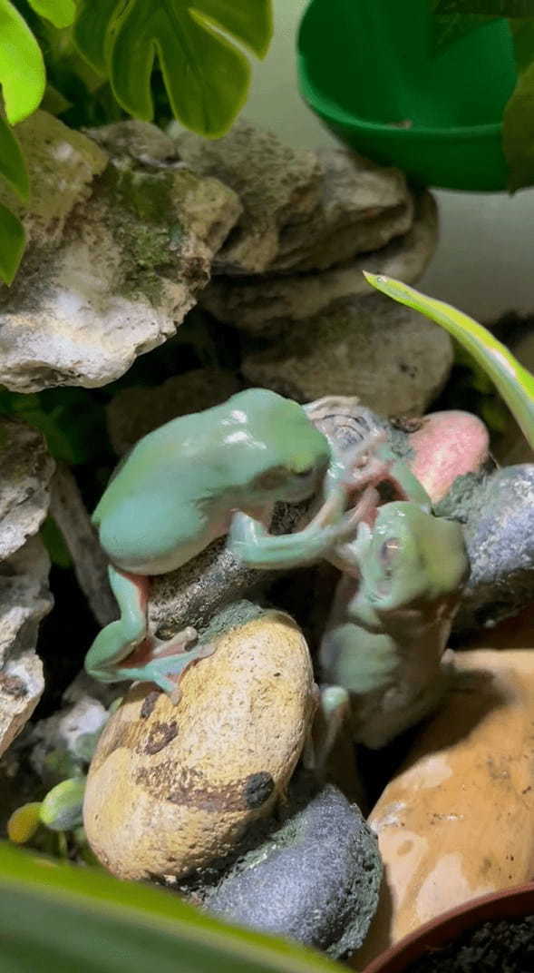 カエルの激しいバトル！？のんびりとした動きを見せる事も多いカエルですが、食べ物の前だと話は別みたい【海外・動画】