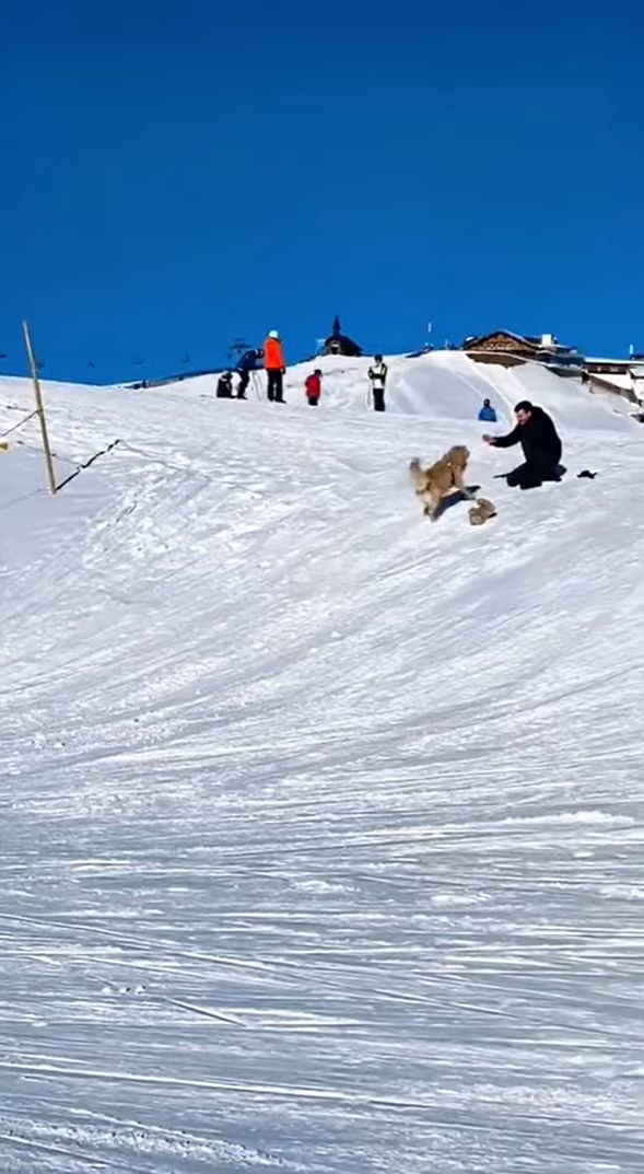 雪の斜面を滑って降りるゴールデンレトリバー。最高に楽しかったのか、「もう一回滑りたいワン」とばかりに、ダッシュで坂を登り戻っていくのでした