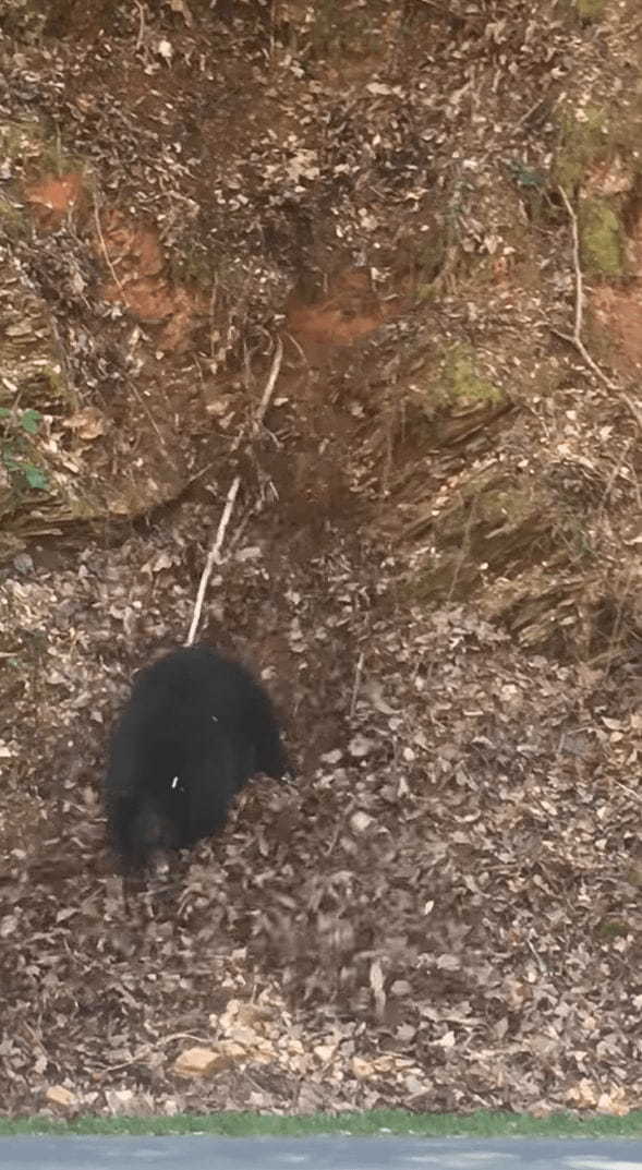 急な斜面を登れなくて困っている子グマ。そんな子グマを助けようとお母さんクマもいろいろ手を打ってみるのですが、むしろとんでもないことに！！