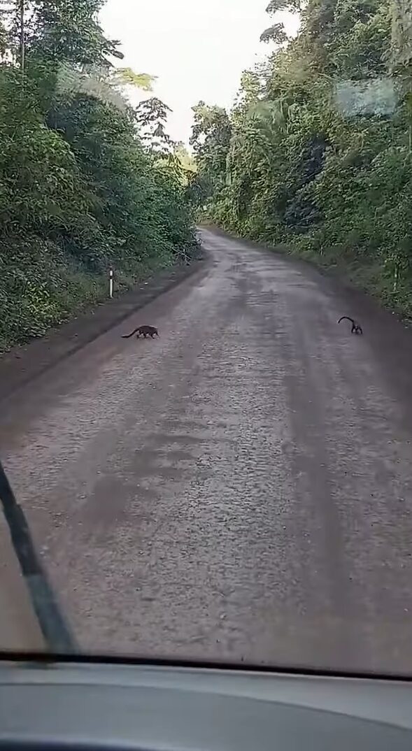 まだまだいるよ！道路を横断するハナグマ家族。もう全員通ったかなと思ったら・・次々に家族が現れた！！