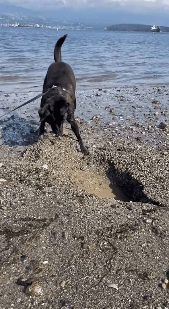 ビーチで穴掘りに奮闘する愛犬。ところが掘れども掘れども穴が埋まるし、海水がしみ出てきます・・！！【海外・動画】