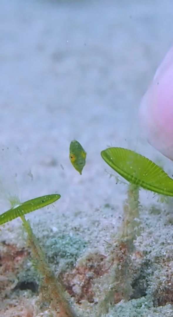 プカプカ浮く海藻のカケラ・・、いいえ違います！小さな小さな魚の赤ちゃんです！！【国内・動画】