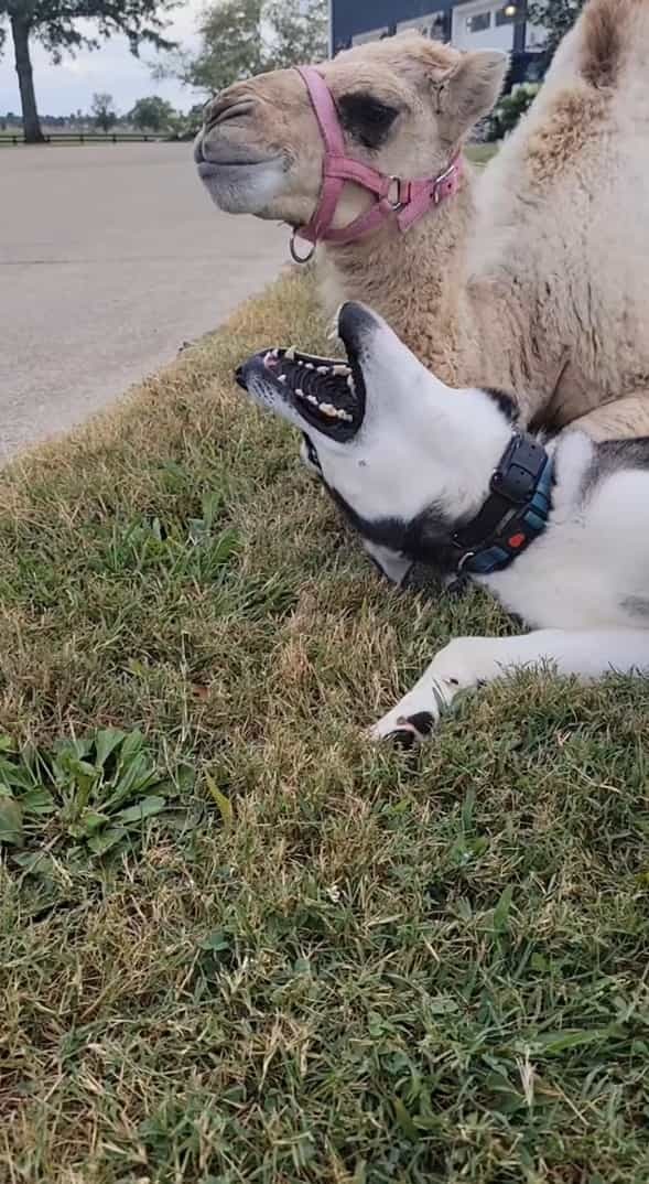 ハスキー犬のお友達の正体にビックリ！寄り添うようにしてくつろいだり、じゃれ合っているその動物とは！？【アメリカ・動画】