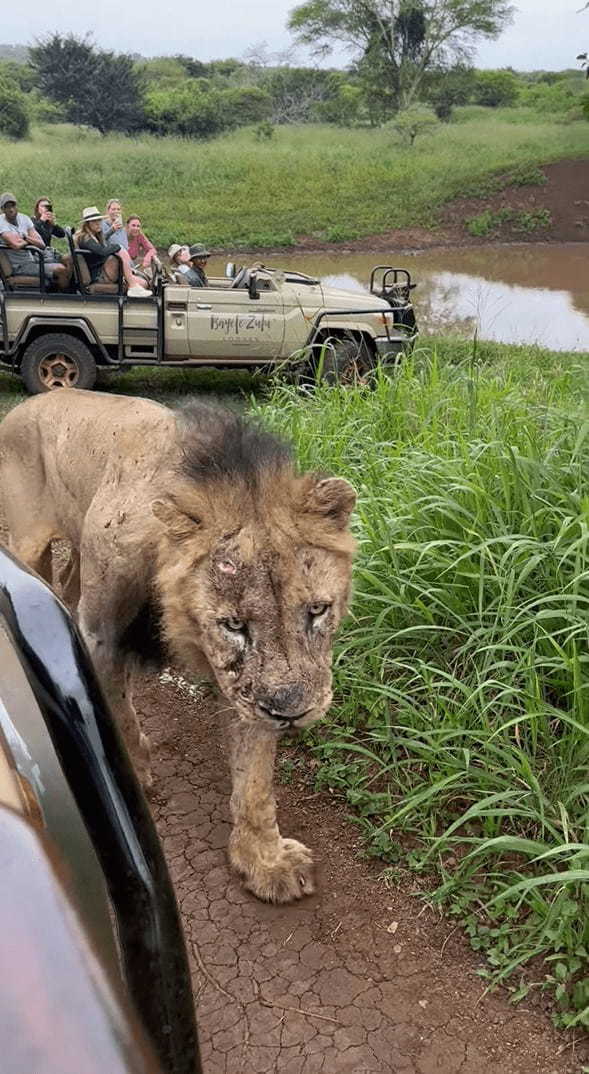 サファリツアー中に起きた緊張の瞬間。撮影者さんを乗せた車を横切ったのは、猛々しい『あの猛獣』です！！【海外・動画】