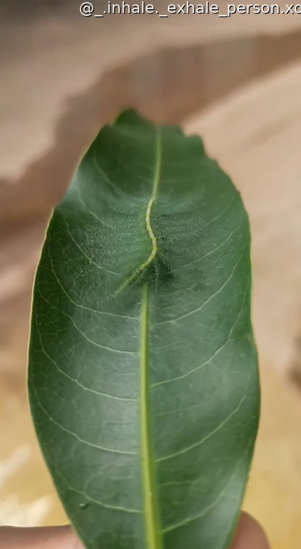 擬態のプロすぎる・・。この葉っぱの上に、『ある虫』がいるのですが・・どこにいるか分かりますか??