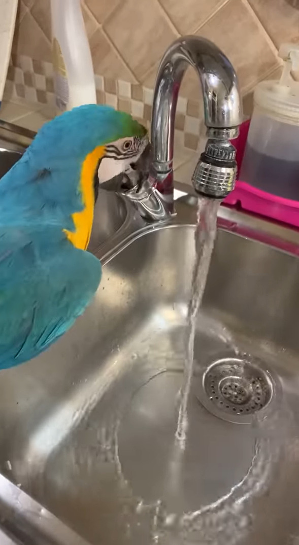 お水が飲みたいルリコンゴウインコ。なんと自分で蛇口を開いて水を出してみせました！！【海外・動画】