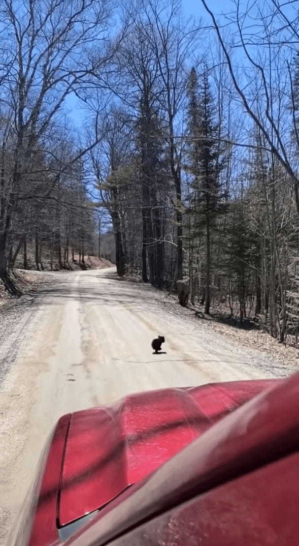 ママが近くにいるのかな？クマの赤ちゃんは道沿いの木から降りると、道路を横断して森の中へと消えていきました！【海外・動画】