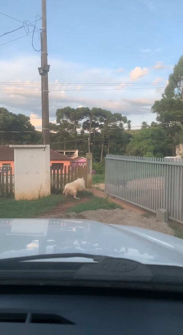 この子たち流のお見送り？飼い主さんが車を出す際にクルクル回る愛犬たち