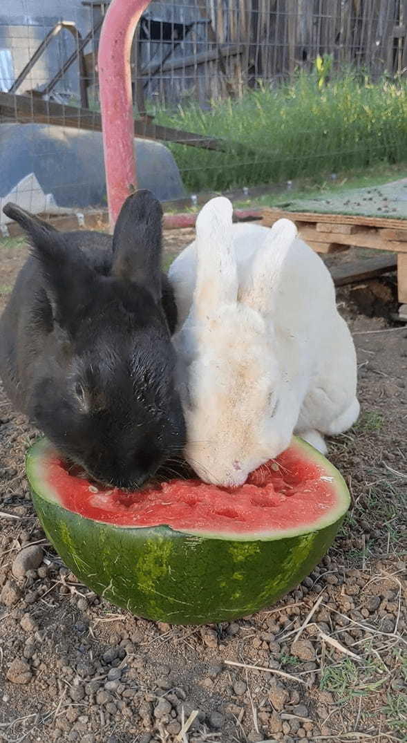 シャクシャクと食べるのが止まりません！口の周りを真っ赤にしてスイカを熱心に食べ続けるウサギたち【アメリカ・動画】