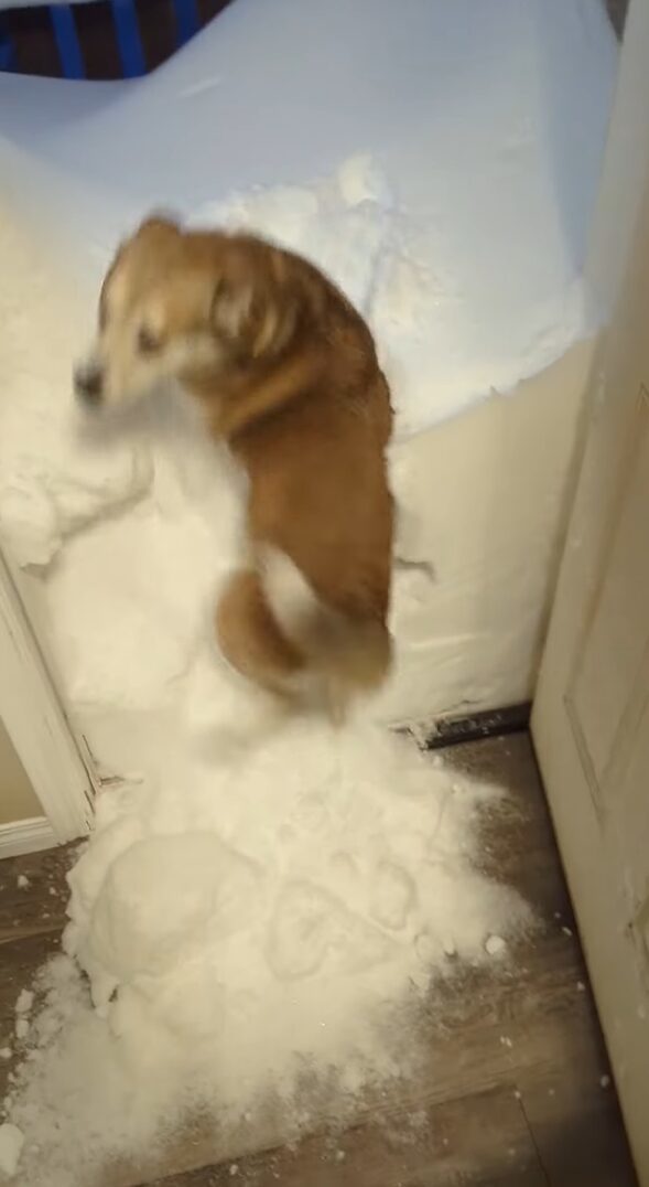 玄関前に積もった雪。雪かきも大変そうと思ったら・・愛犬が雪に向かってダイブ！！【海外・動画】