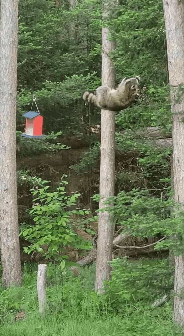 身軽で器用なアライグマ。野鳥用のエサ箱を吊るすワイヤー線につかまって移動していくと・・【アメリカ・動画】