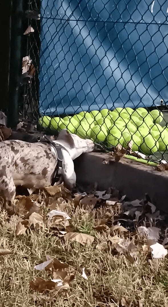 コートの隅に寄せられていくテニスボール。それを見て犬は全部欲しくなっちゃった！！【海外・動画】